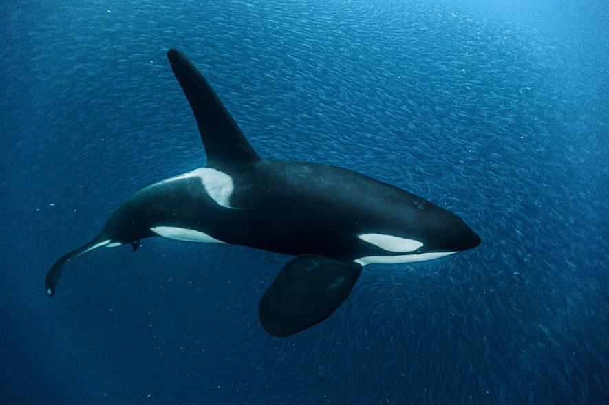 Lire la suite à propos de l’article Tuer des orques devant des touristes? Jusqu’où iront-ils?