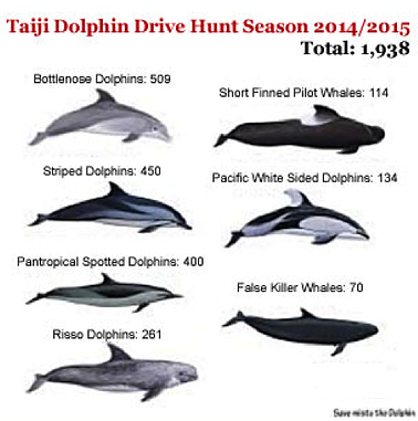 Taiji Dolphin Drives : TAF – The Animal Fund