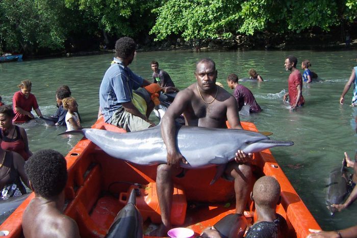 Read more about the article Solomon Islands dolphin hunt- the hunt for Dolphin teeth and meat!