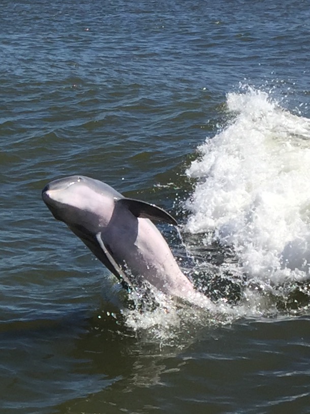 You are currently viewing Dolphins surfing in Estero Bay, Florida