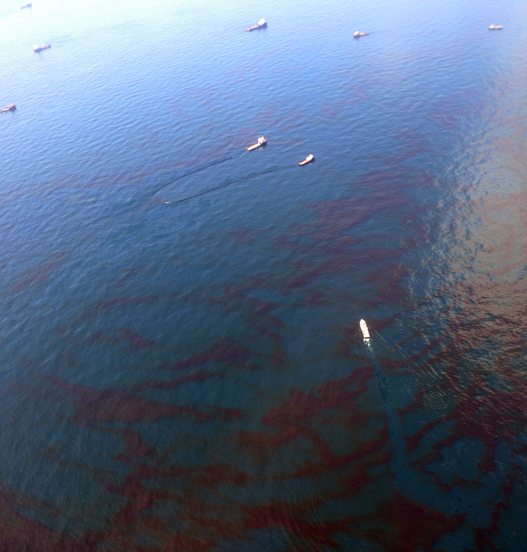 Read more about the article Reproduction of Dolphins hurt by BP Oil Spill