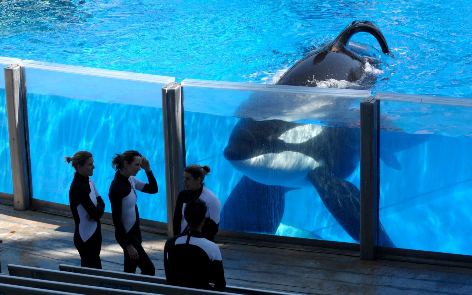 Read more about the article The story of the famous Killer Whale: Tilikum