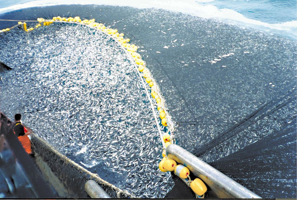 Read more about the article Massive overfishing is not only emptying our sea but killing us