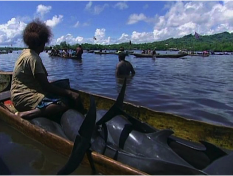 Lire la suite à propos de l’article Les dauphins dans les Îles Salomons: la chasse de viande et de dents !