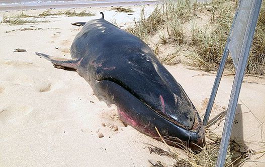 Lire la suite à propos de l’article Une baleine Omura filmée pour la première fois!