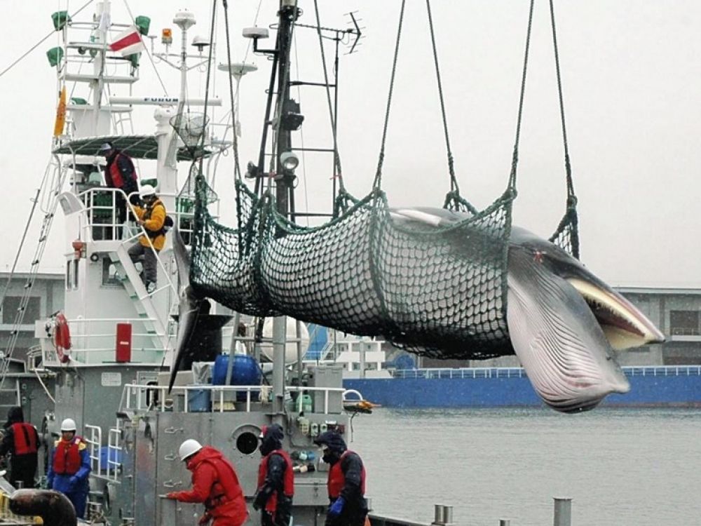 You are currently viewing Le Japon reprend la chasse aux baleines dans l’Antarctique