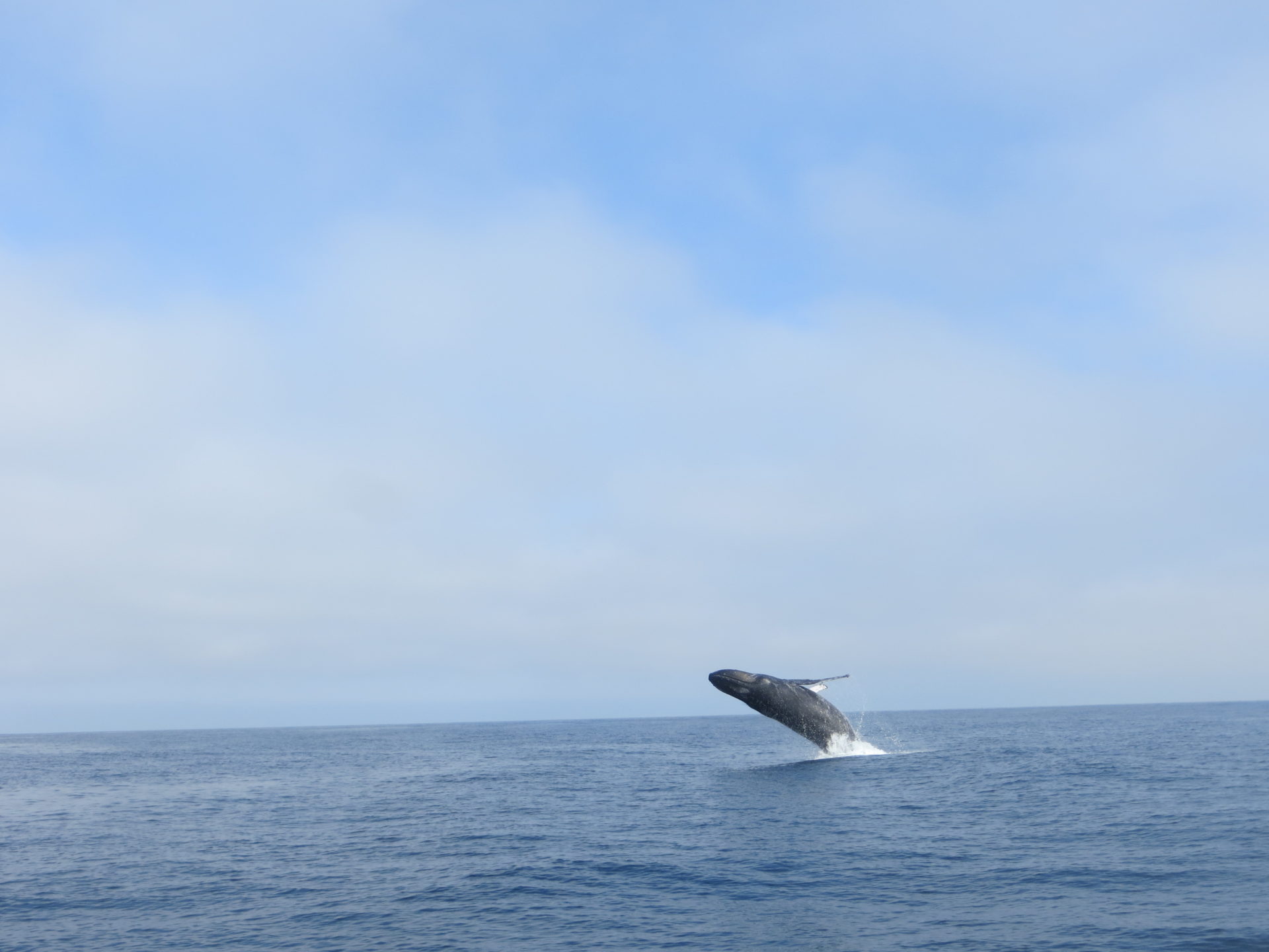 Read more about the article Whale watching in Canada and California