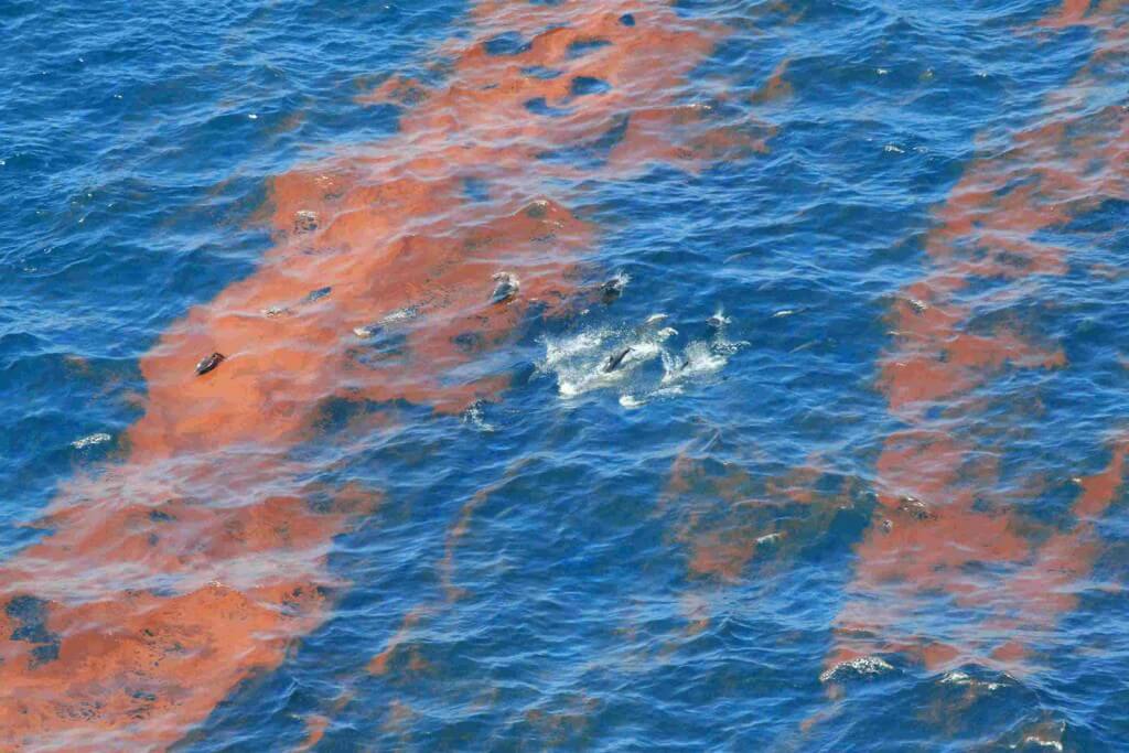 Lire la suite à propos de l’article Les dauphins mettrons 40 ans pour se remettre de la fuite de pétrole de Deepwater Horizon