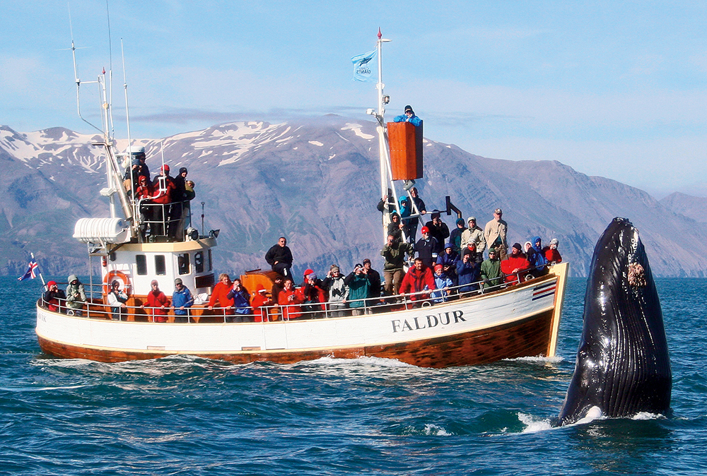 Lire la suite à propos de l’article Visite de TAF en Islande, observation ou chasse à la baleine?