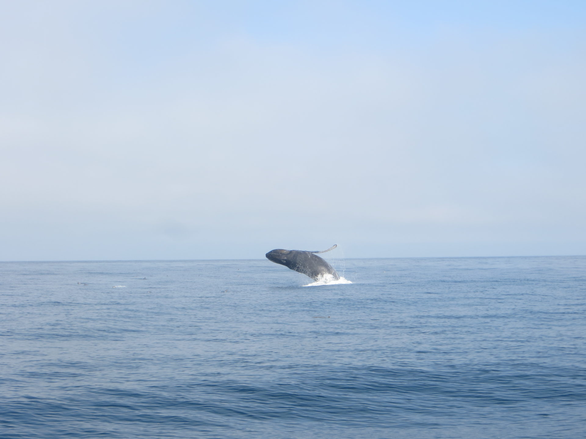 Lire la suite à propos de l’article Observation des baleines au Canada et en Californie