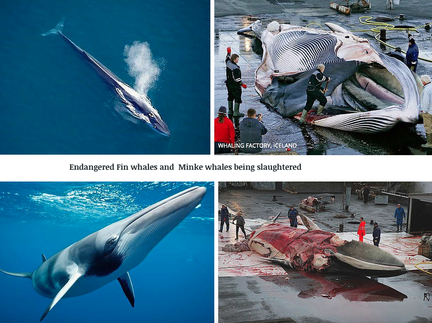 Whaling in Iceland TAF The Animal Fund