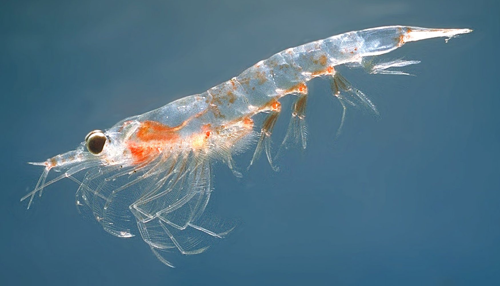 Read more about the article Krill endangered!  An update (2) from TAF’s Overfishing group