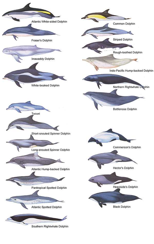 different types of dolphins list