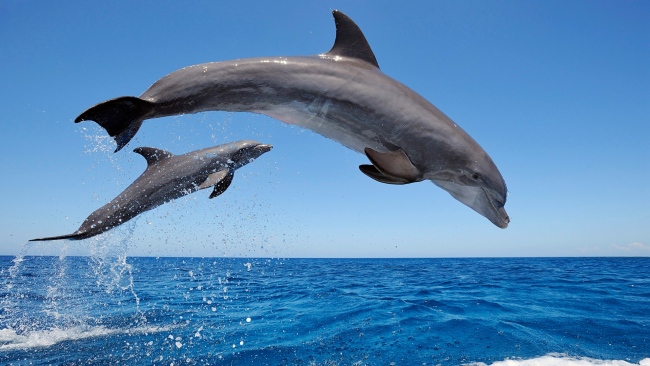 bottlenose-dolphin-jump-couple