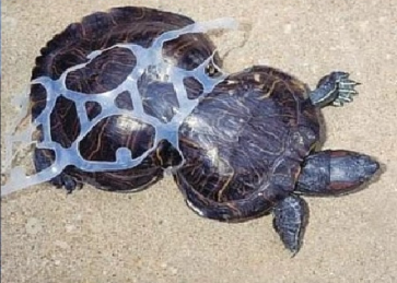 turtle suffering from plastic rings