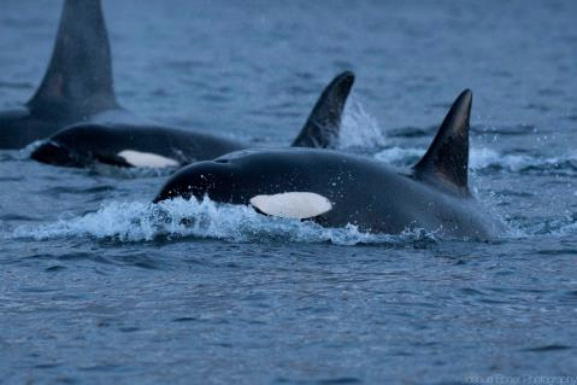Lire la suite à propos de l’article Nouvelle sur la chasse à la baleine en Norvège, 2019