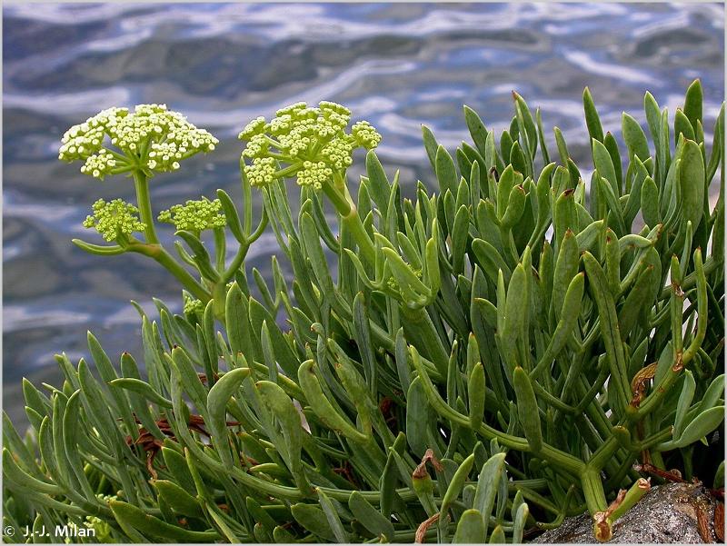 Read more about the article What is Crithmum maritimum, commonly known as rock samphire?