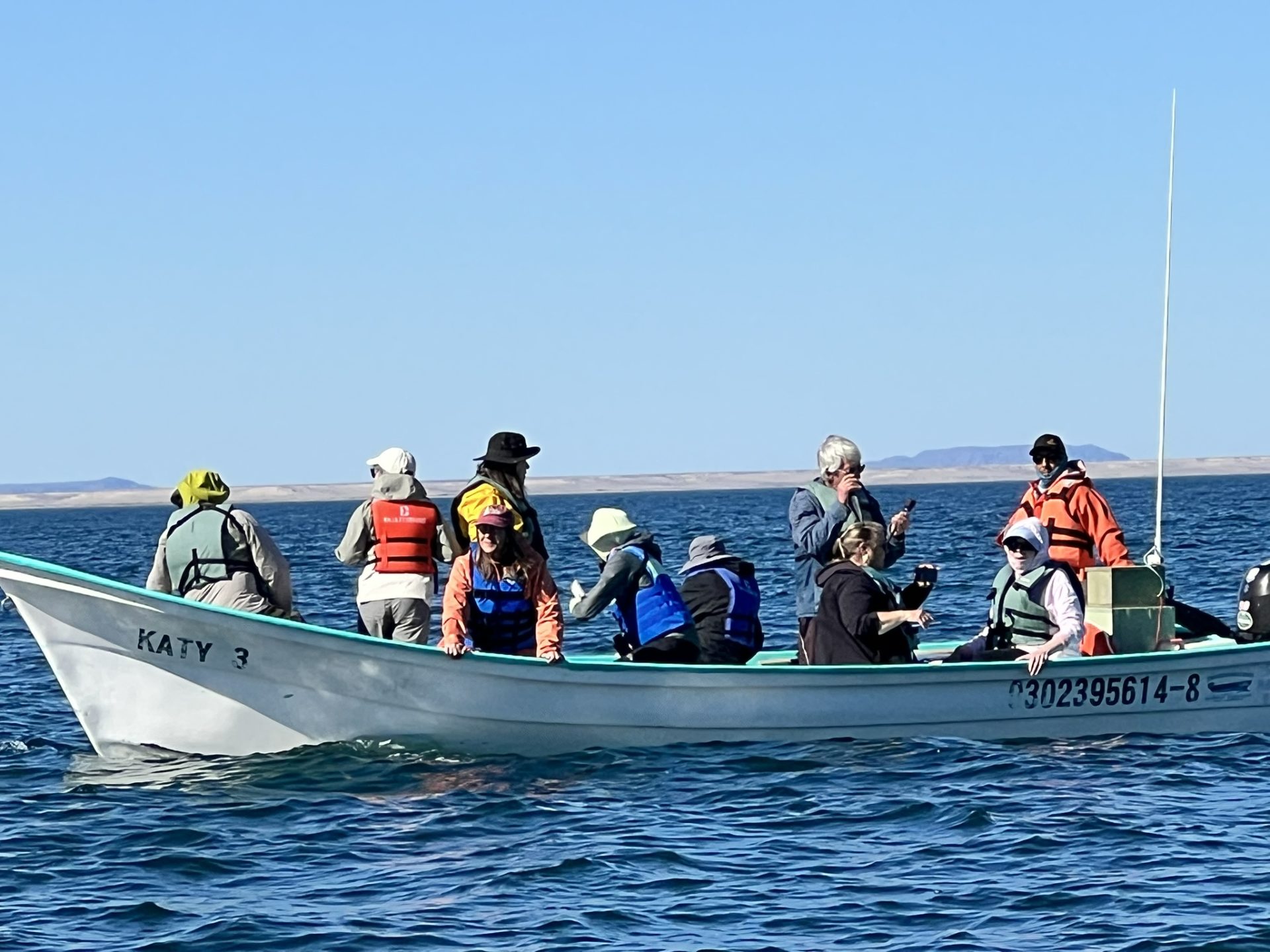 Lire la suite à propos de l’article Observation des baleines – l’impact sur les baleines!