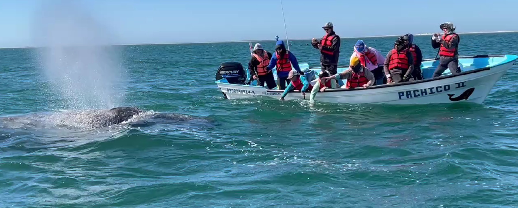 Read more about the article Whale watching – the impact on whales !